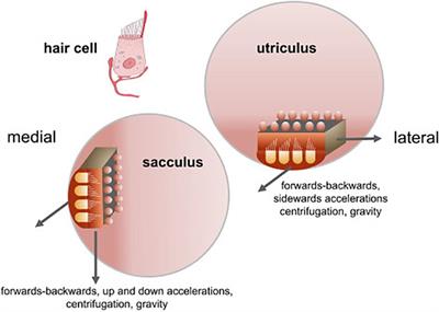 The Growing Evidence for the Importance of the Otoliths in Spatial Memory